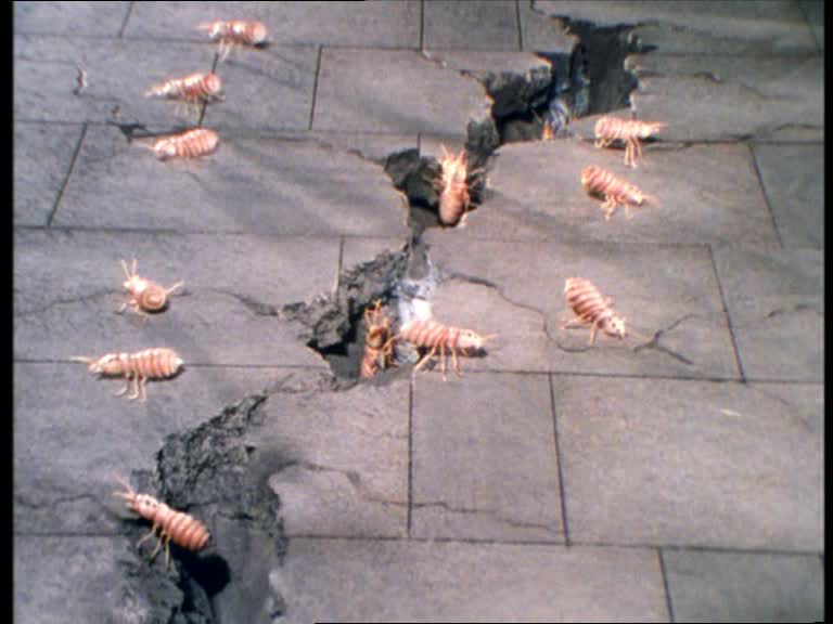 Terrimites Terrimites