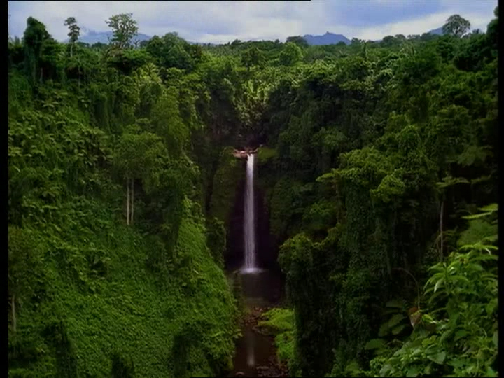 Jungle amazonienne
