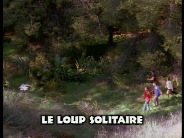 Le loup solitaire