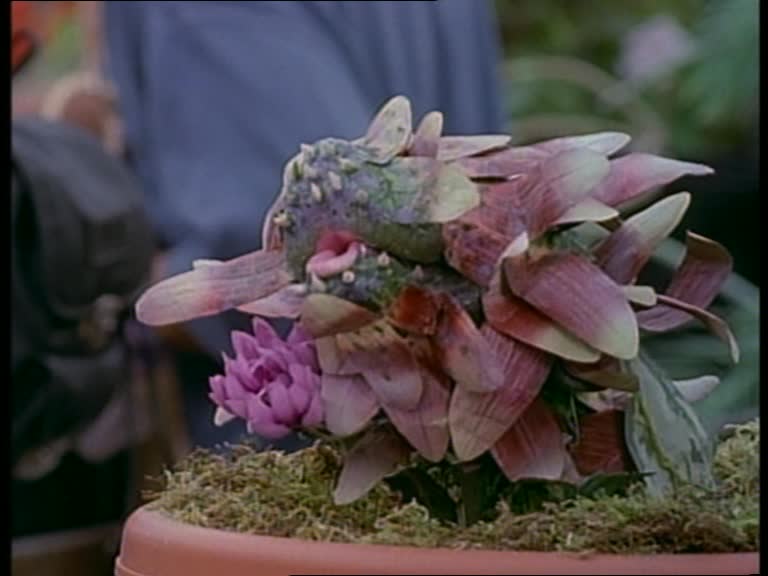 Plante hybride de Rocky à l'origine d'Adrian